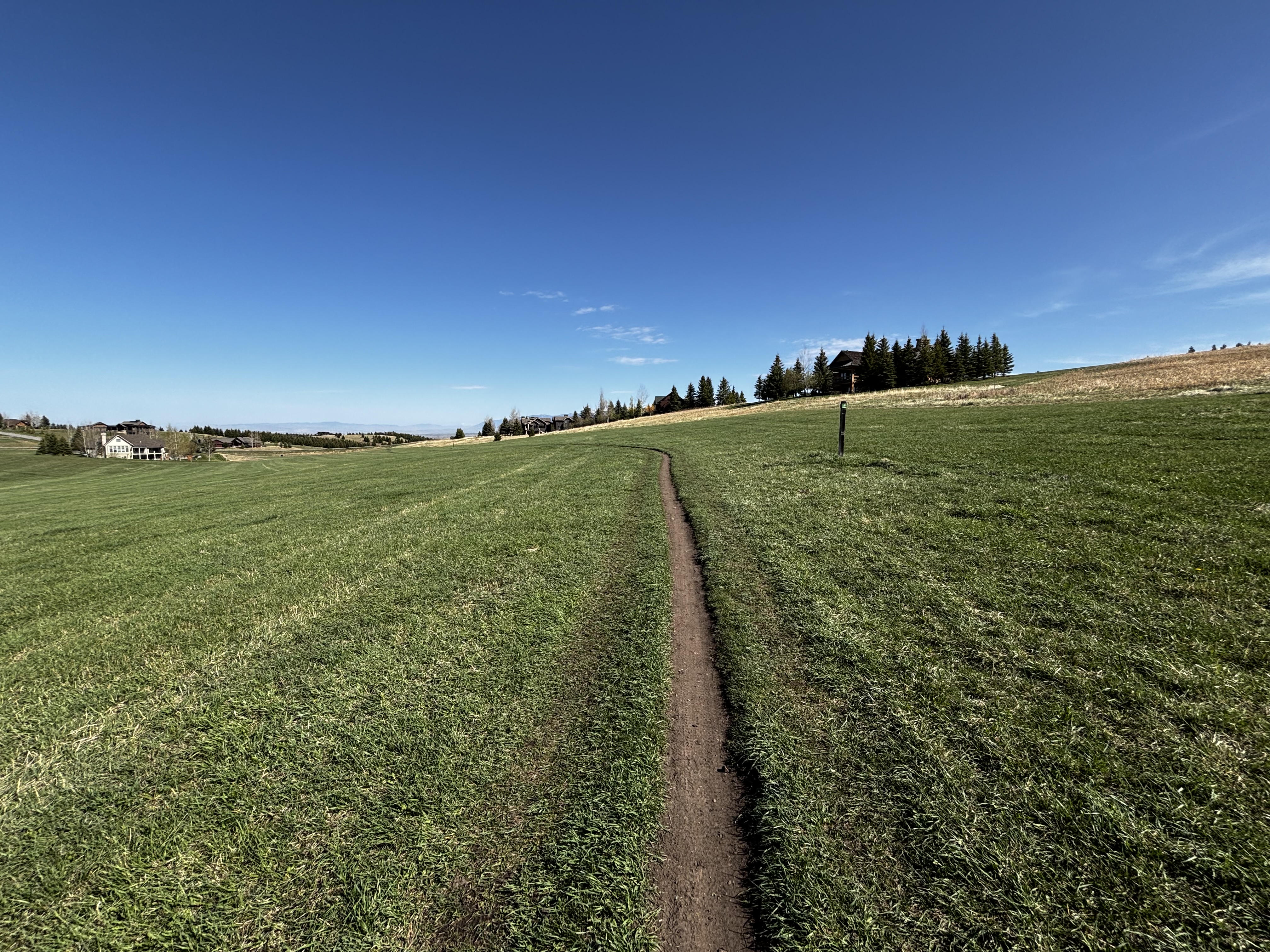 Long straight dirt path cutting through vivid green meadow grass with a cluster of dark fir trees at the crest of the hill