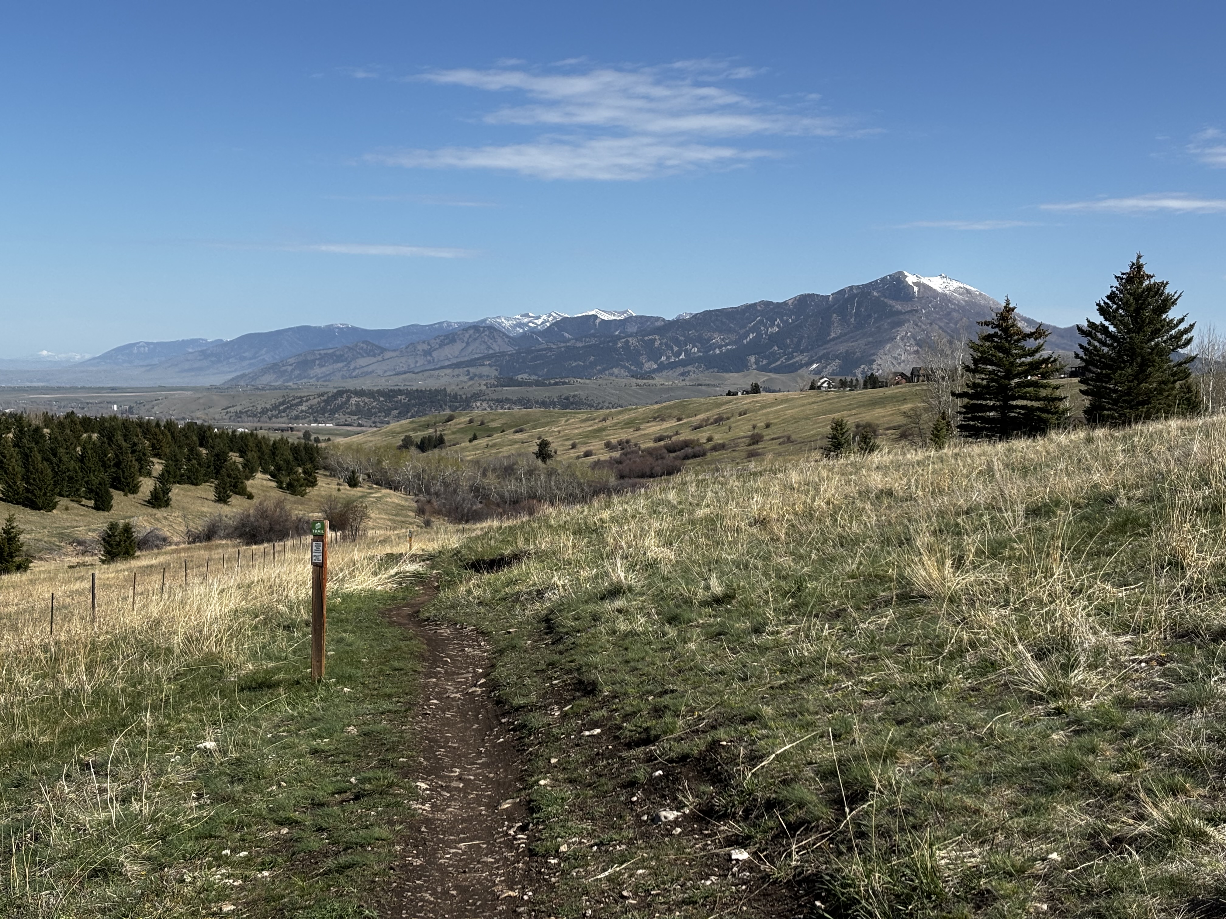 Narrow dirt singletrack winding through green spring grass with snow-capped mountains and a Christmas tree farm in the distance