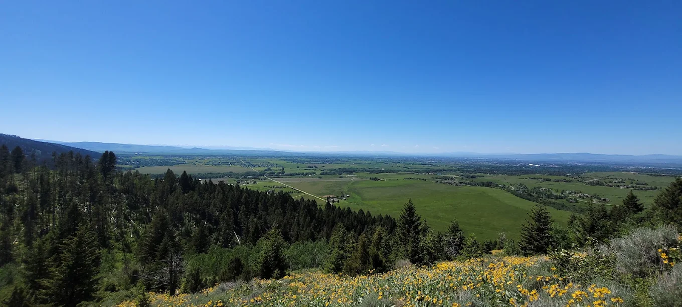 Panoramic view from the Triple Tree summit bench looking west over the entire Gallatin Valley with yellow arrowleaf balsamroot wildflowers in the foreground and dense forest framing the edges