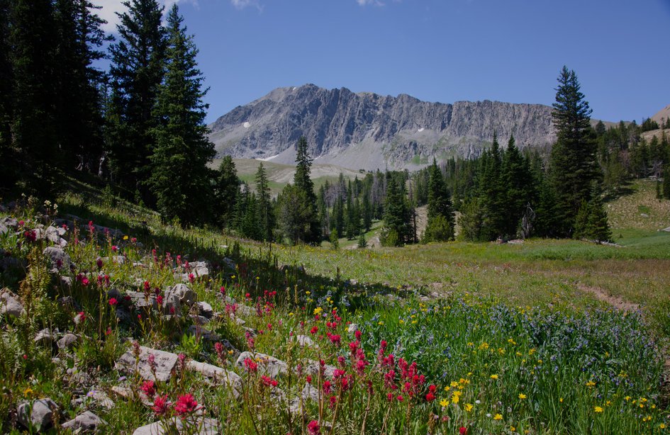 Red paintbrush wildflowers in alpine meadow with rugged peak behind