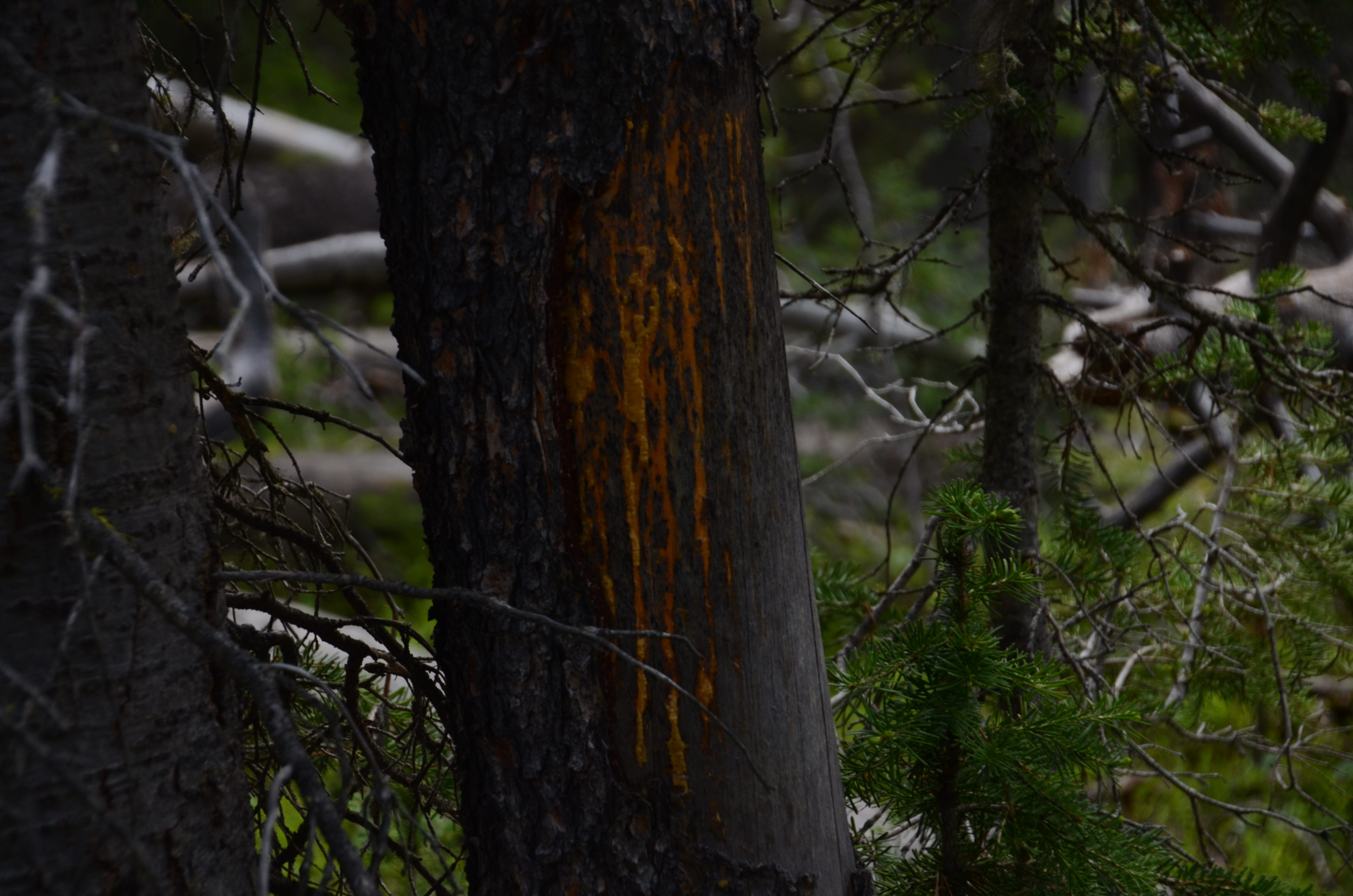 Fresh bear claw marks gouged deep into tree bark along the Windy Pass trail in the Gallatin National Forest
