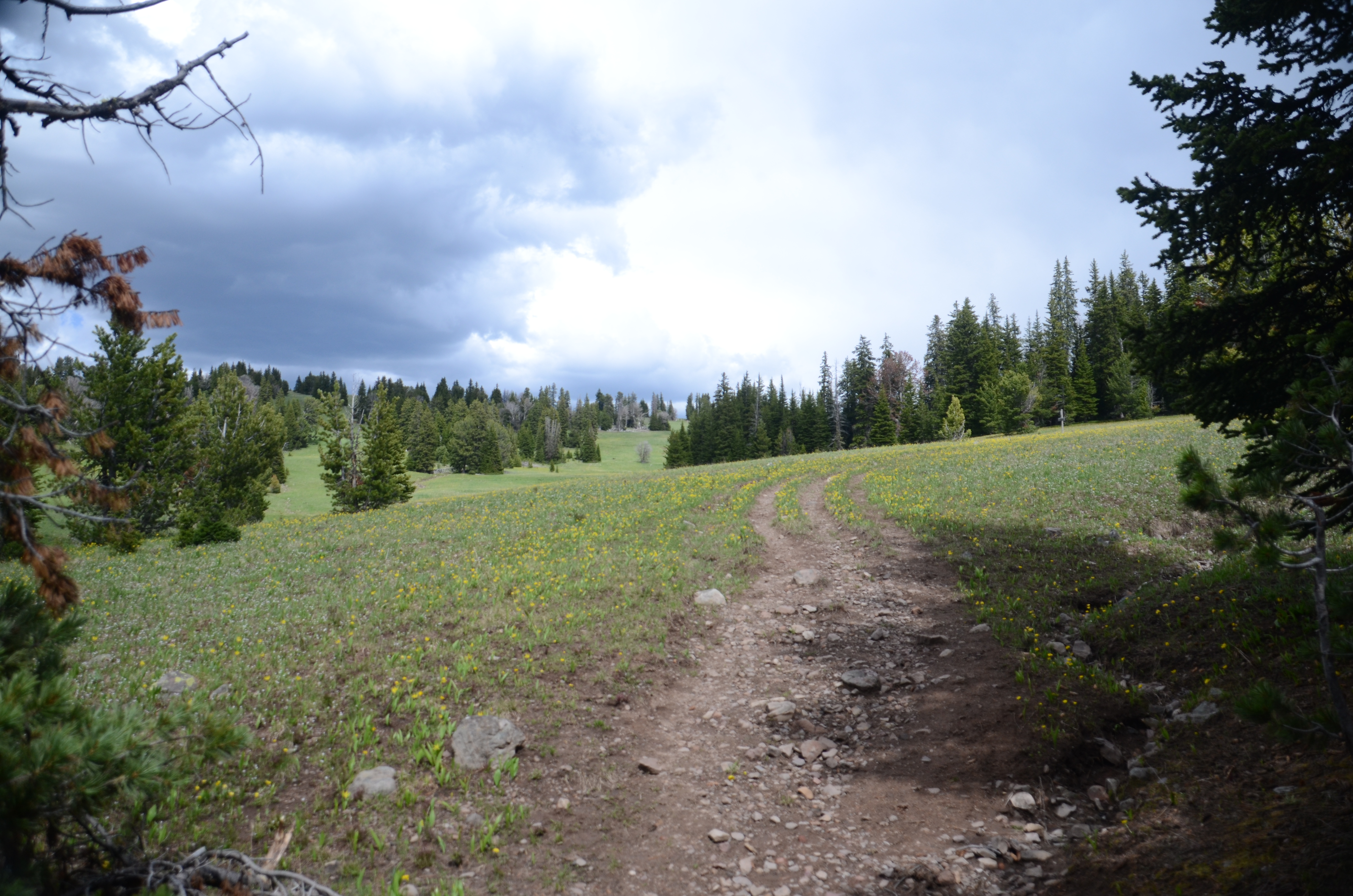 Wide open alpine meadow on the Windy Pass trail with a trail cutting through wildflowers under dramatic clouds