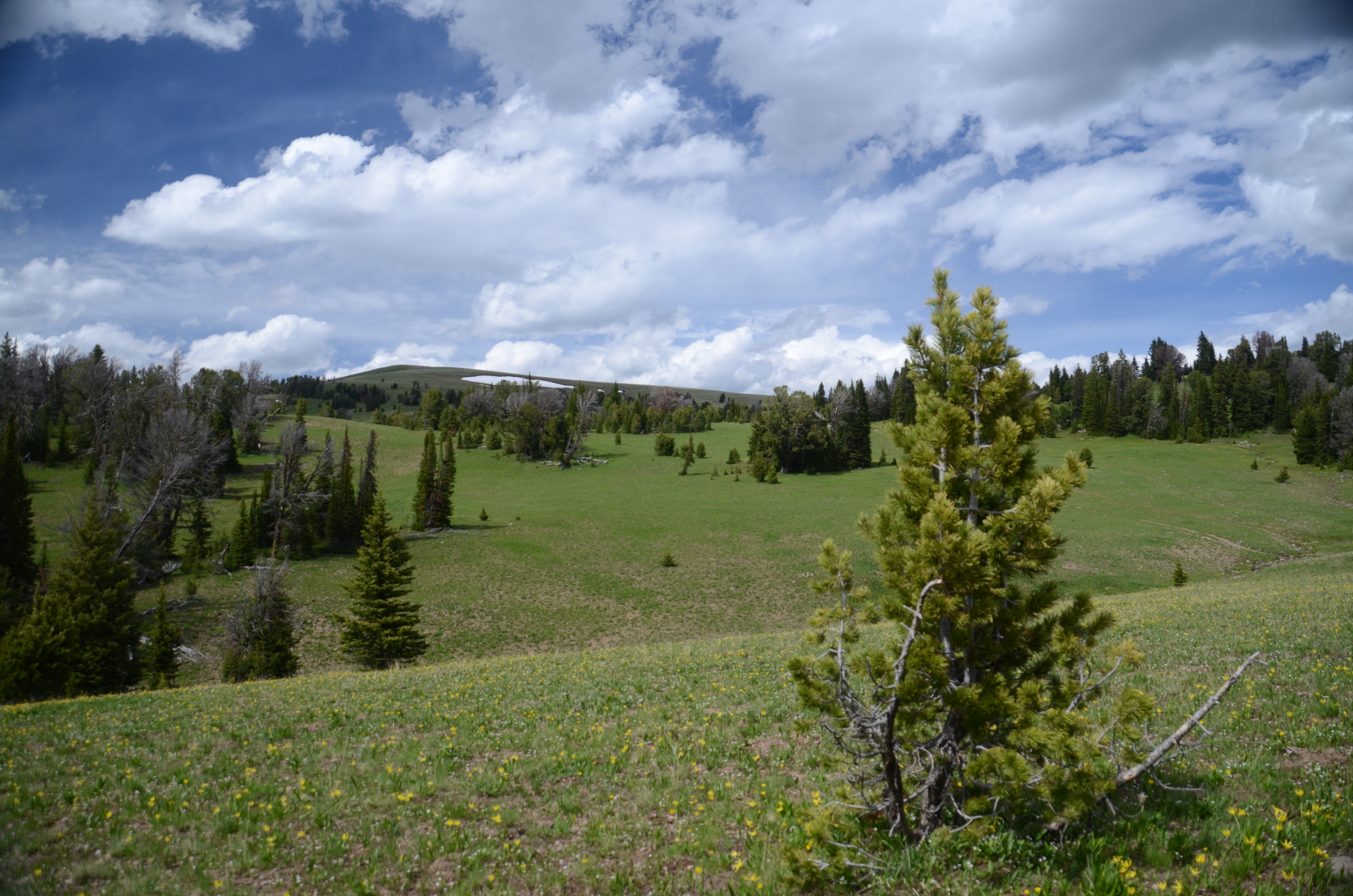 Open alpine meadow on the Windy Pass trail with scattered pine trees, a snow patch, and blue sky