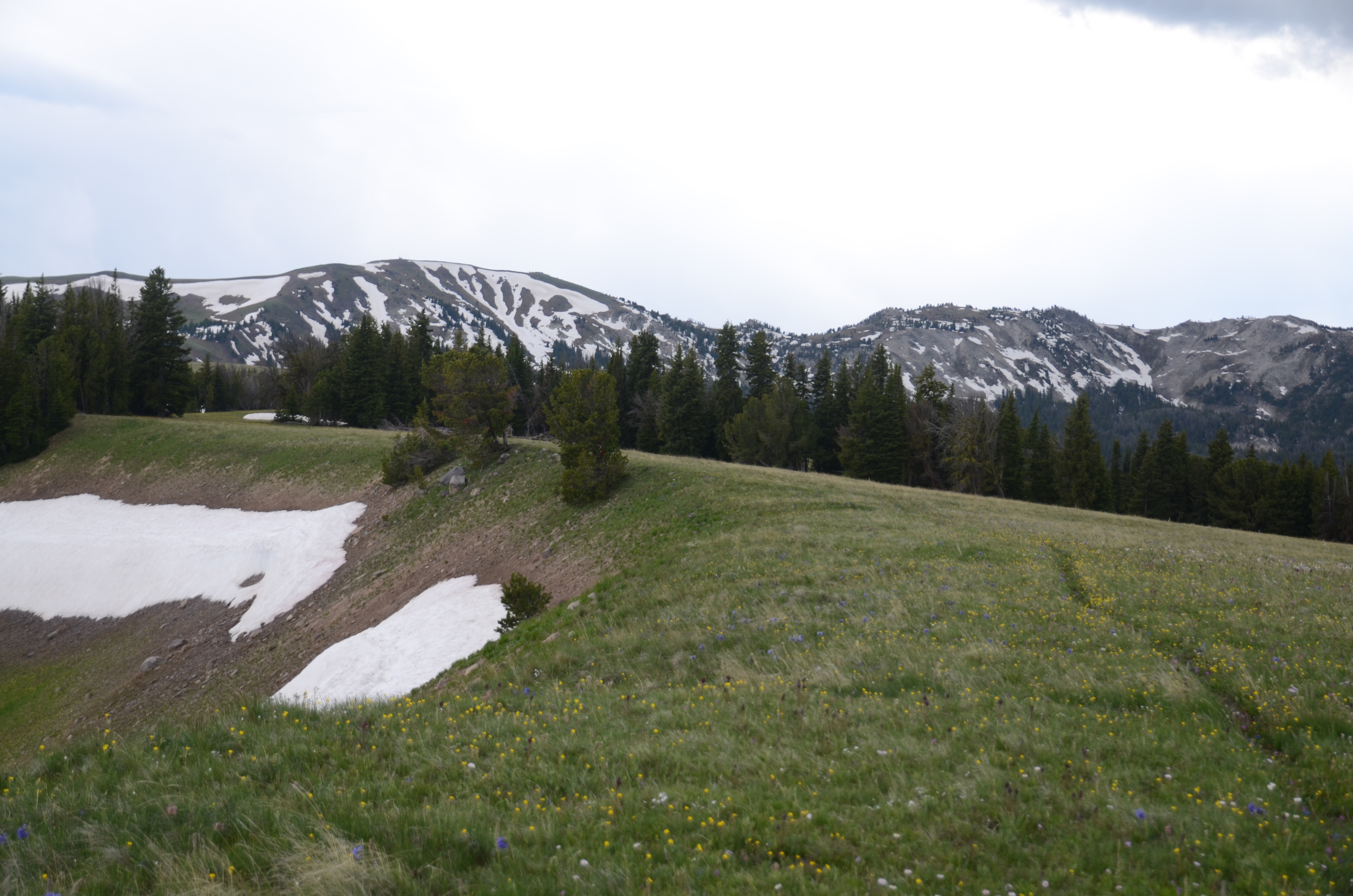 Alpine meadow with snow patches and rocky mountain ridgeline on the upper Windy Pass trail