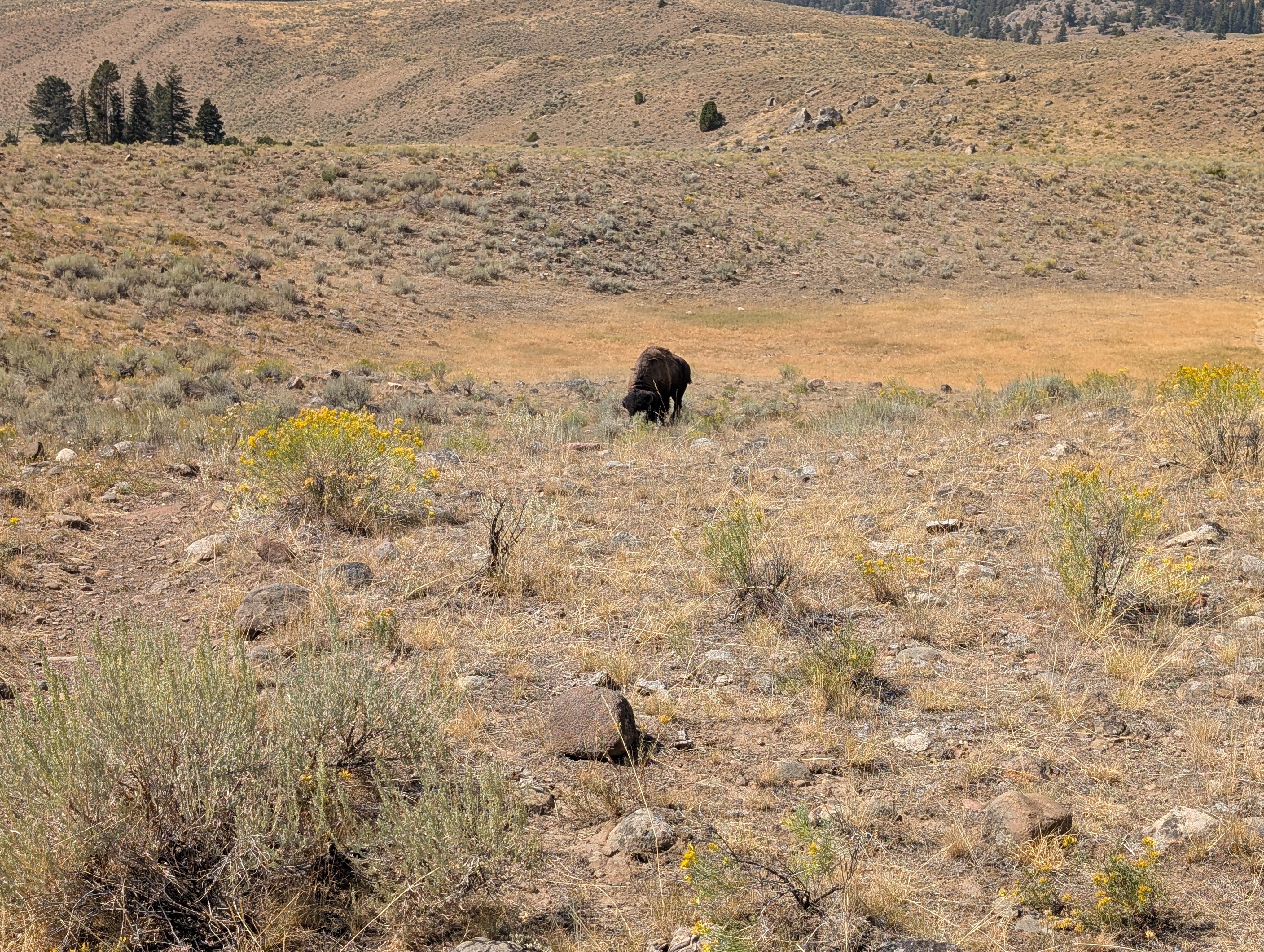 Bison grazing beside the Hellroaring Creek Trail in open Yellowstone country