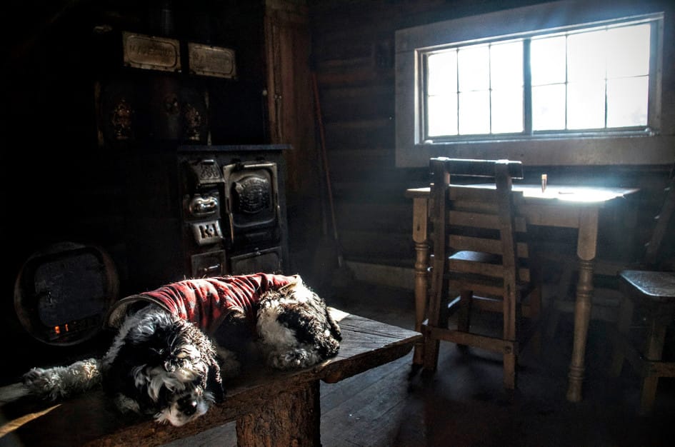 Dog wearing sweater resting on bench inside rustic cabin with vintage wood stove and sunlit window