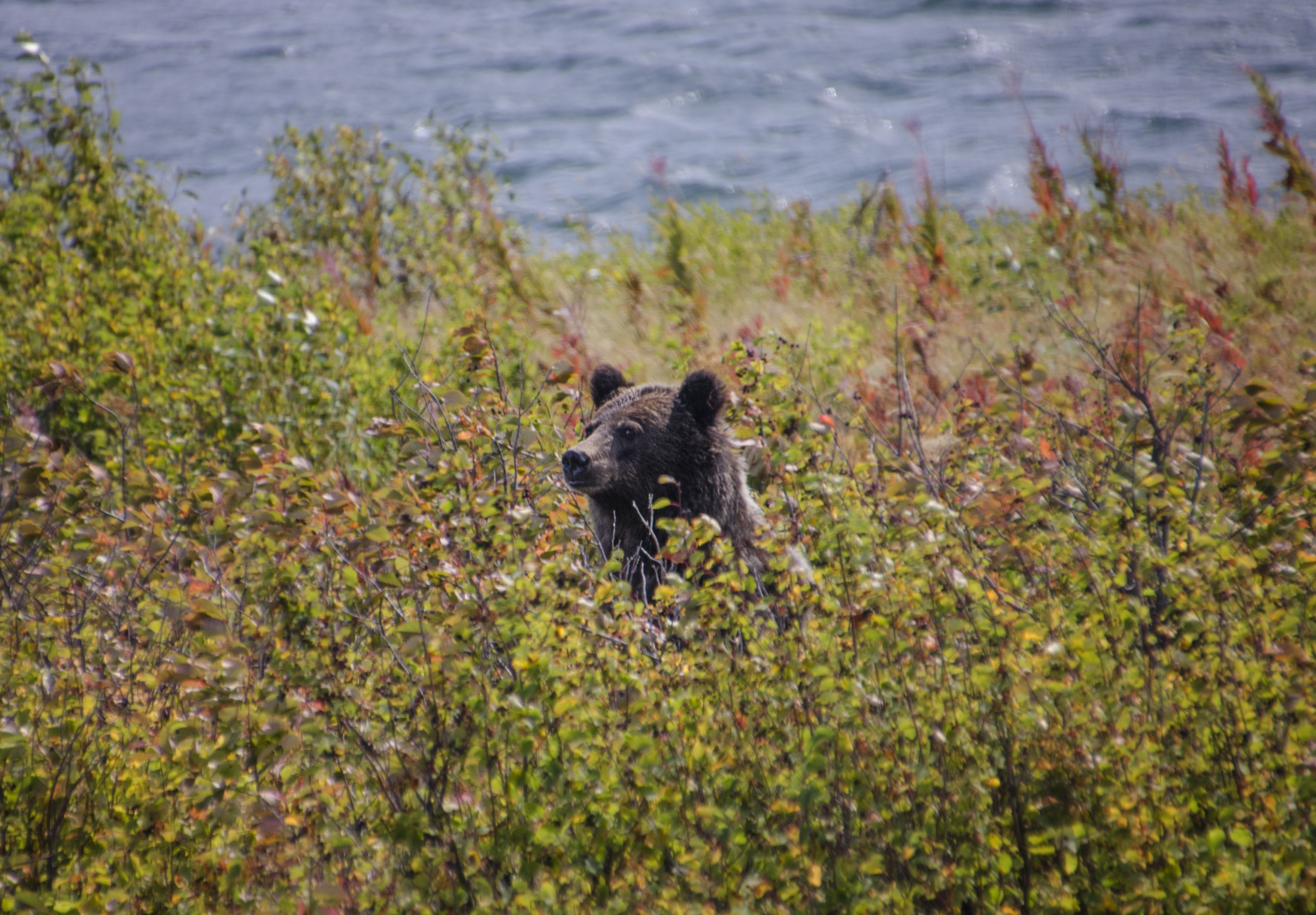 Grizzly bear peeking through brush near a lake in the Greater Yellowstone Ecosystem